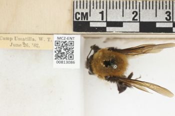 Media type: image;   Entomology 813086 Aspect: labels